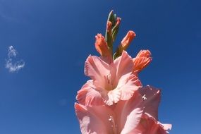 light pink gladiolus against a bright blue sky close-up