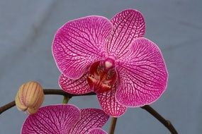 Macro photo of the beautiful colorful orchid flowers