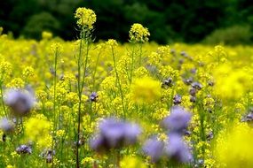 purple flowers of sow thistle in rapeseed field