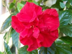 Red Chinese Hollyhock close-up on blurred background