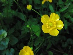 yellow buttercups among green leaves