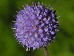 purple flowerhead