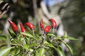 red chili peppers as an ornamental plant