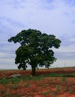 big tree among the desert landscape