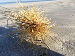 dry weed on Sandy Beach