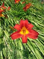 bushes of bright burgundy lilies close-up