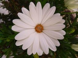 white flower with yellow core close up