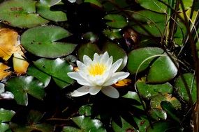 pond with white lilies