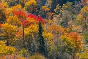 panorama of a mountain forest in autumn colors