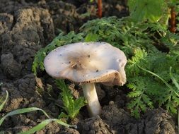 mushroom in green plants nature autumn