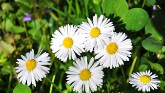 delightful Daisy Flowers