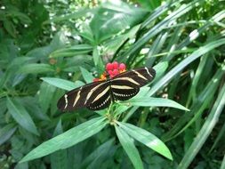 black and white butterfly among green vegetation