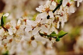 lush spring flowering among green leaves