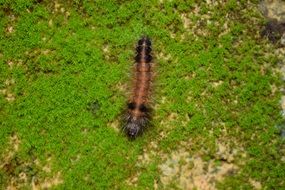 fluffy worm on green moss