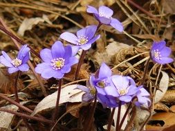 closeup picture of the spring little crocuses