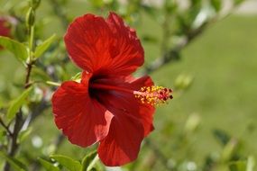red hibiscus in profile closeup
