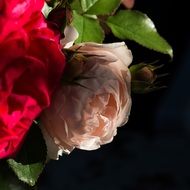 light pink and red roses in a bouquet