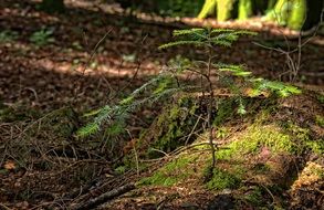 Green plants in a forest