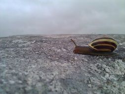 Picture of Irish Snail is on a stone