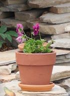 flowers in clay pot