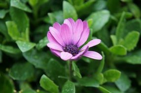 splendiferous Purple Pink flower