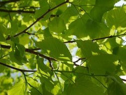 bright green foliage in bright sun