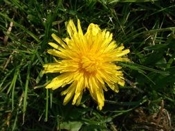 lush yellow dandelion in green grass in bright sunlight