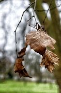 dry brown foliage on a branch of a tree in autumn