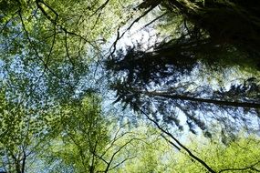 trees in a forest at landgrave gorge