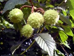 stunningly beautiful Chestnut Nature