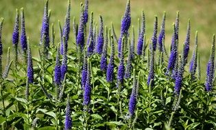 blue Blazing Star Flowers