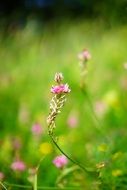 sainfoin on a green field