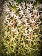 Orchid growth