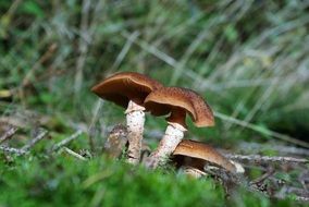 extraordinary Toxic Mushrooms