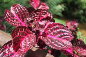 red beefsteak plant