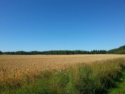 golden ripe Grain Field under blue sky