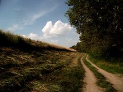 walking road along the forest