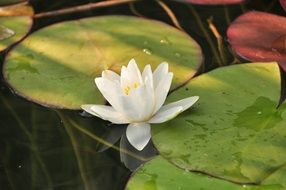white water lily is a flower in the water