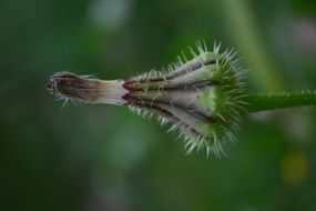 hairy bud of a plant in profile closeup