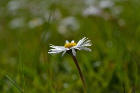 camomile on the field on blurred background