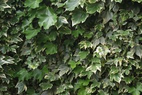 ivy leas in spring