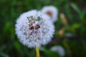 full dandelion seed