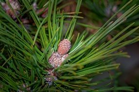 pine branch with a cone close-up