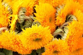 orange bouquet of lush decorative sunflowers