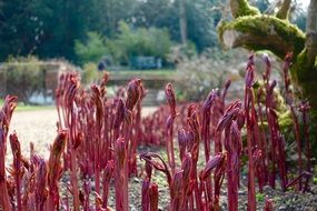 red plant in the park