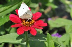 picturesque and pretty Zinnia Butterfly