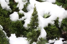 landscape of lush snow on green plants