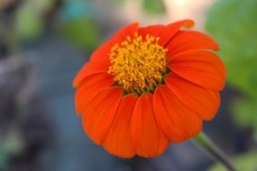 orange flower like flora in colombia