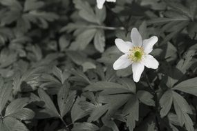 White tiny flower