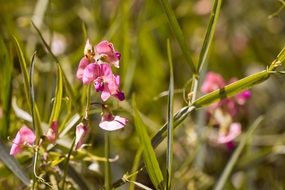 Tuberous Lathyrus in tall grass close-up